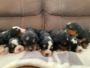 f1 Mini-Medium Bernedoodles