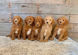 Goldendoodle