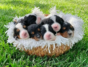 Medium Bernedoodle