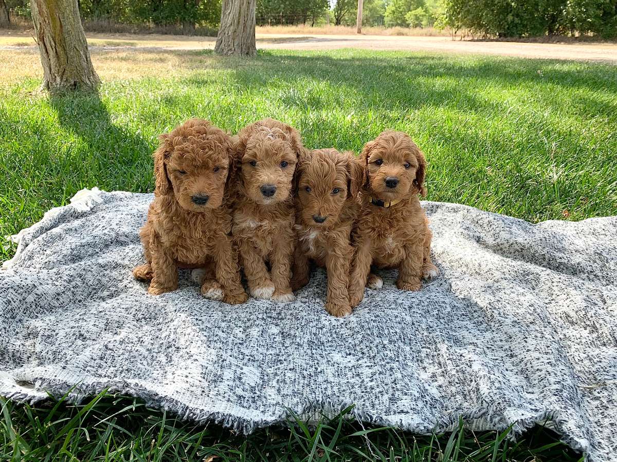 F1bb Mini Goldendoodles