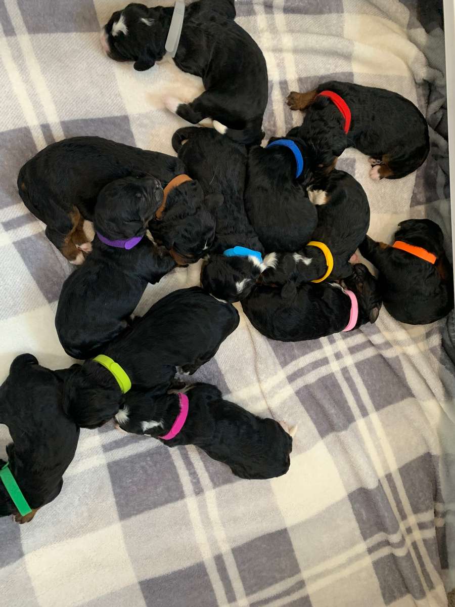 Newborn Puppies