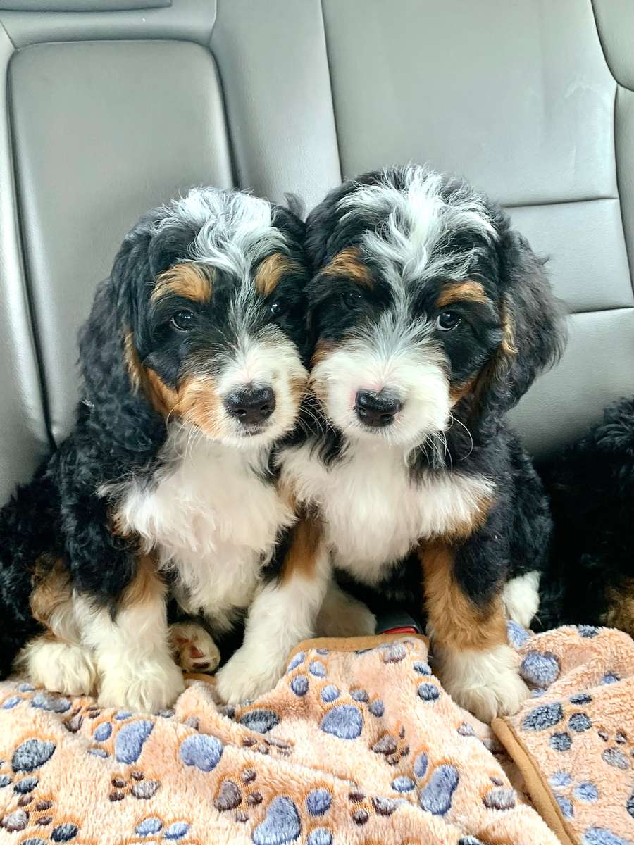 KS Goldendoodle and Bernedoodle Breeder