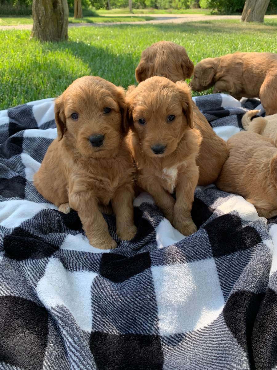 Goldendoodle Puppies For Sale in Kansas