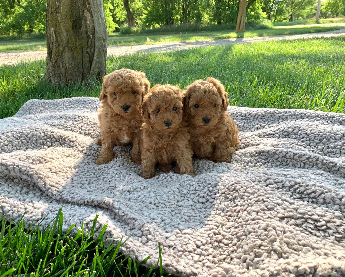 F1bb Micro Mini Goldendoodles