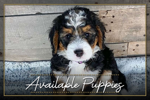 Available Puppies