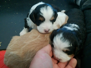 Marley's Litter