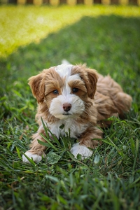 Rufus