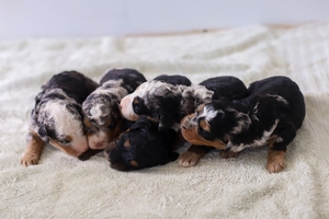 Winnie & Grant's Litter Winnie & Grant's Litter