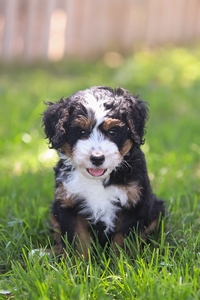 Milo