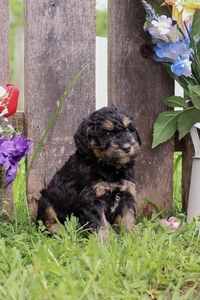 Owen