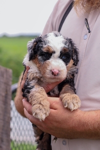 Oliver