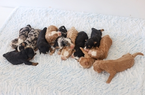 Destiny & Grant's Litter