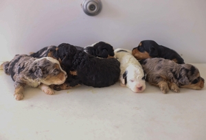 Kallie & Duffy's Litter