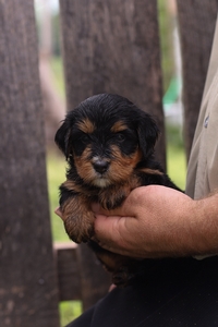 Penny