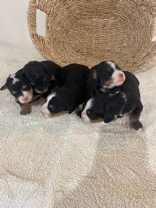 Stacy's Litter #2 Stacy's Litter #2