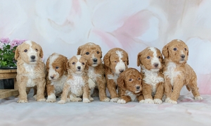 Jasmine's Litter