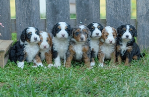 Shira & Major's Litter