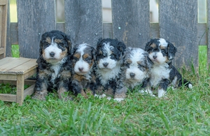 Shirley & Cody's Litter