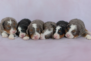 Stacy's Litter