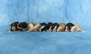 Stella's Litter