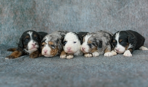 Twila's Litter