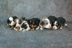 Winnie's litter