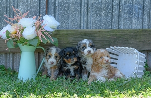 Addy & Grant's Litter