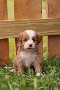 Rufus