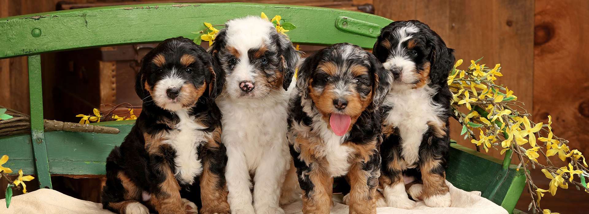 Mini Bernedoodle Puppies For Sale in Pennsylvania