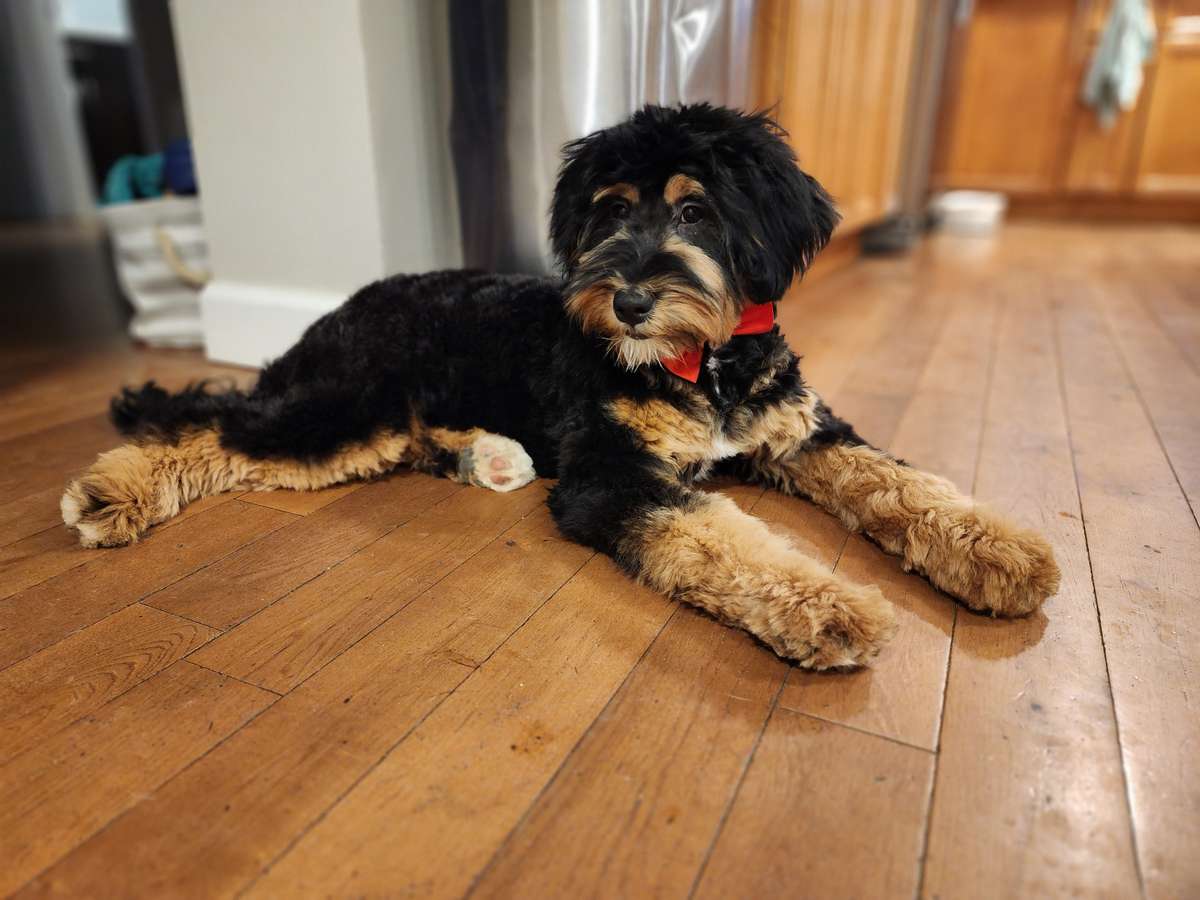 Quality Bernedoodles