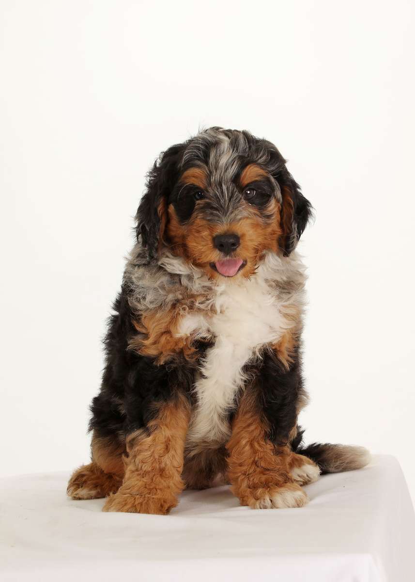 Mini Bernedoodle Puppy