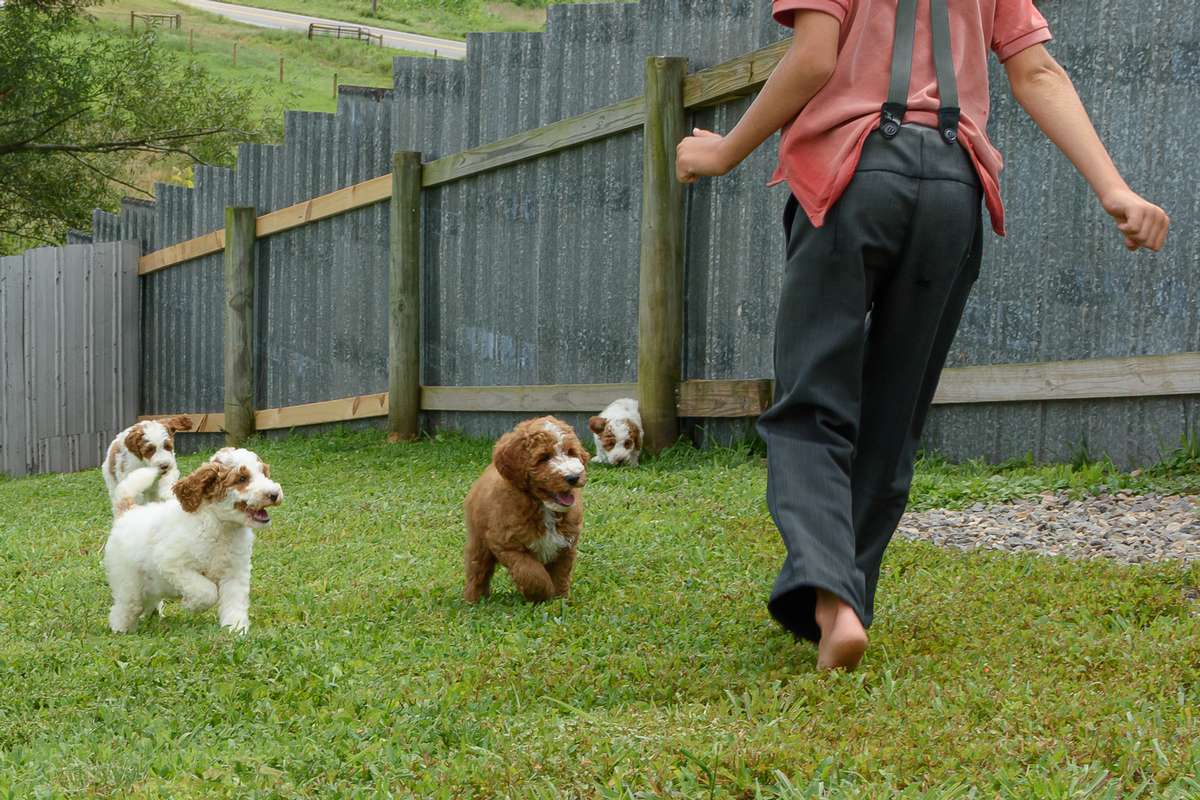 Quality Bernedoodle Puppies