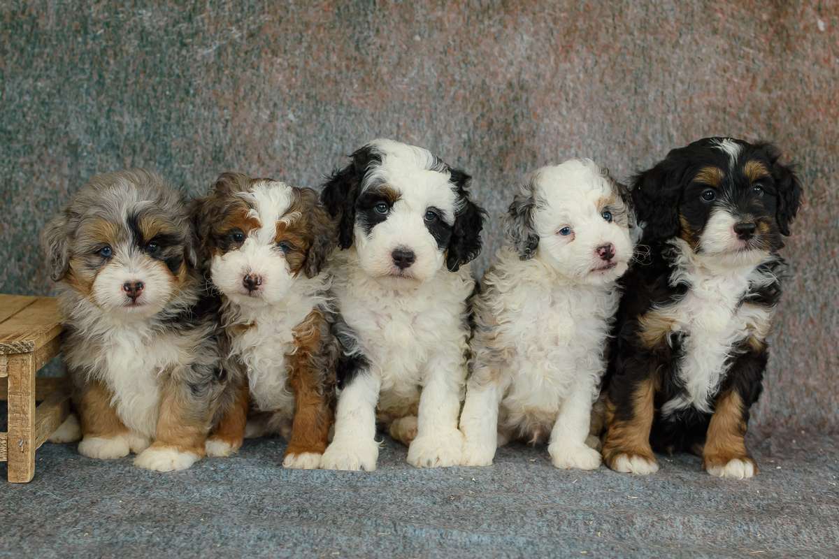 Multigen Mini Bernedoodle Puppies