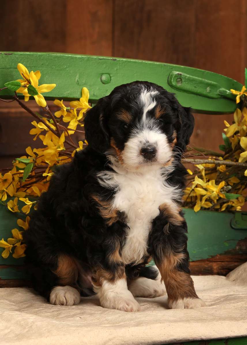 Multigen Mini Bernedoodle Puppy