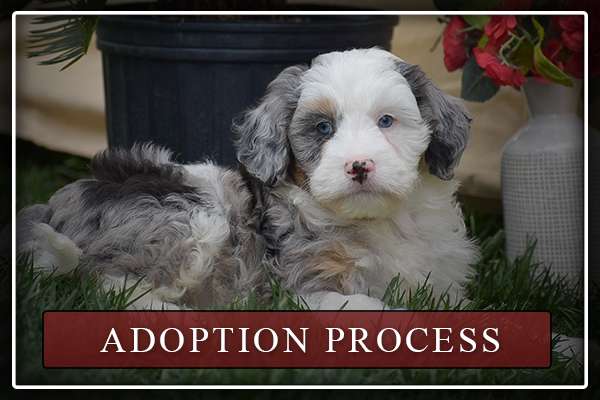 Adoption Process