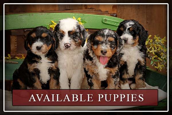 Available Puppies