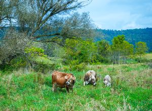 Farm Pictures