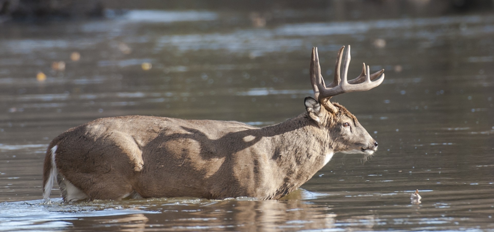 Welcome to Driftless Deer Habitat by Design Welcome to Driftless Deer Habitat by Design