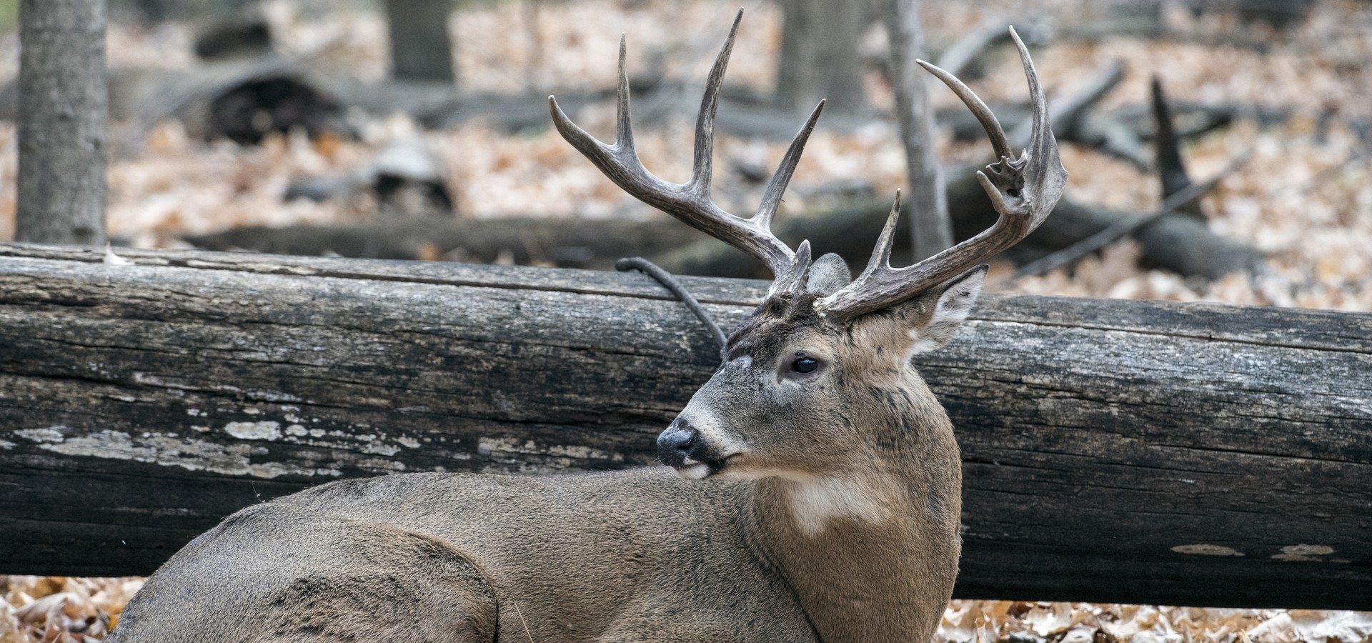 DRIFTLESS DEER HABITAT NEWS DRIFTLESS DEER HABITAT NEWS