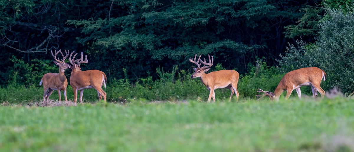 What are you getting when you work with Driftless Deer Habitat by Design?