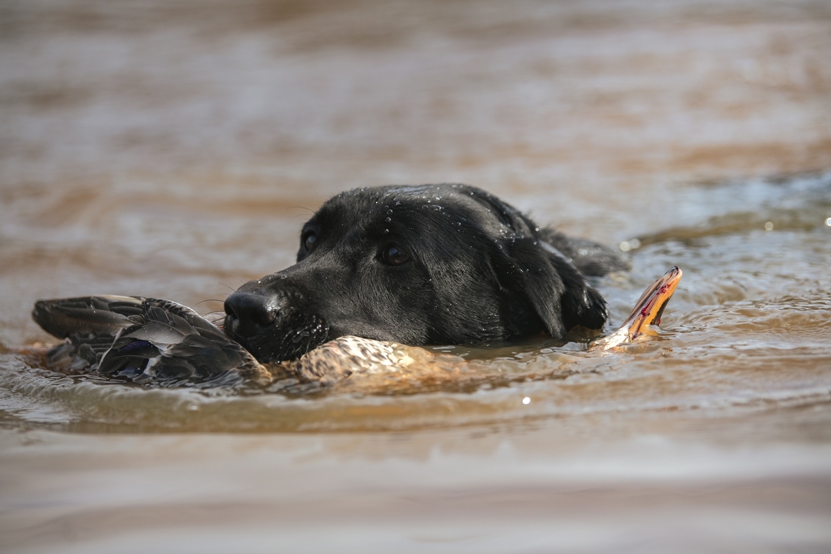 Guided Duck & Goose Hunts