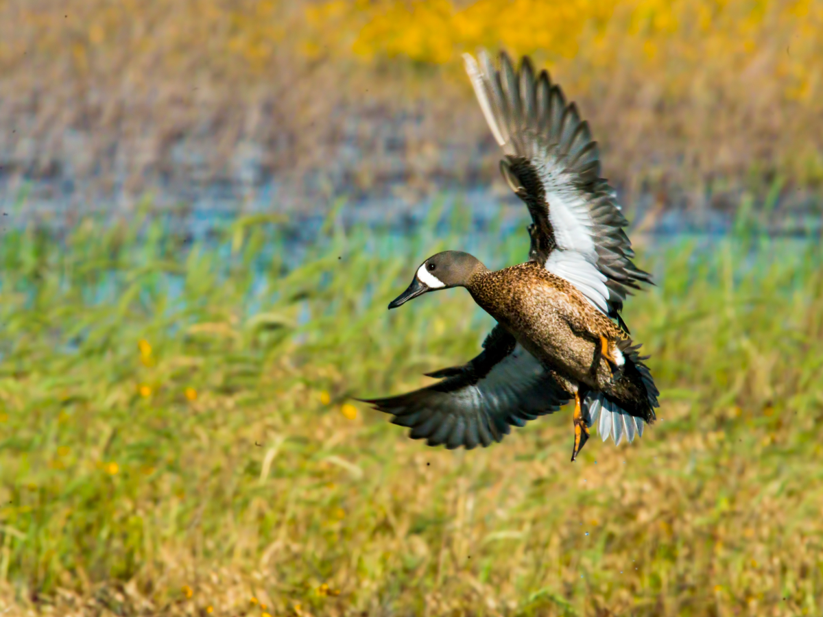 Guided Teal Hunts