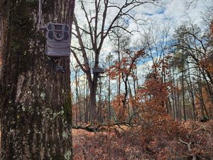 Food Plots & Habitat