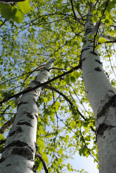 Planting Trees for Wildlife