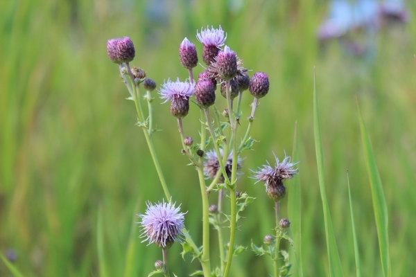 Did You Know... Minnesota Has a Noxious Weed Law?