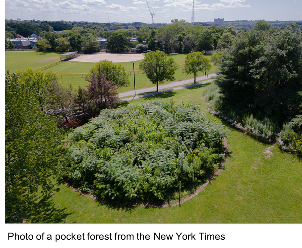 Did You Know... Pocket Forests can Help Boost the Local Ecosystem?