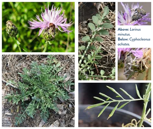 Spotted Knapweed