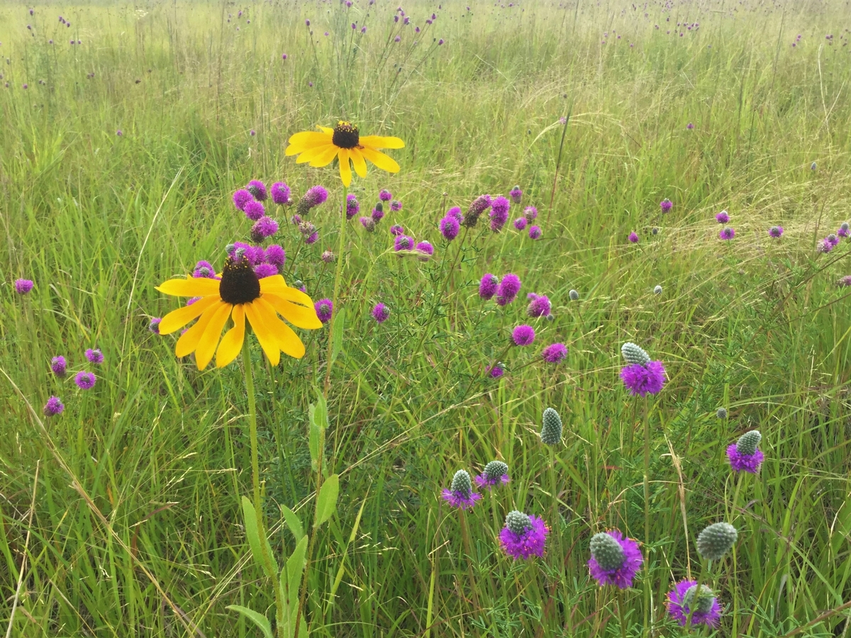 Image of native wildflowers.