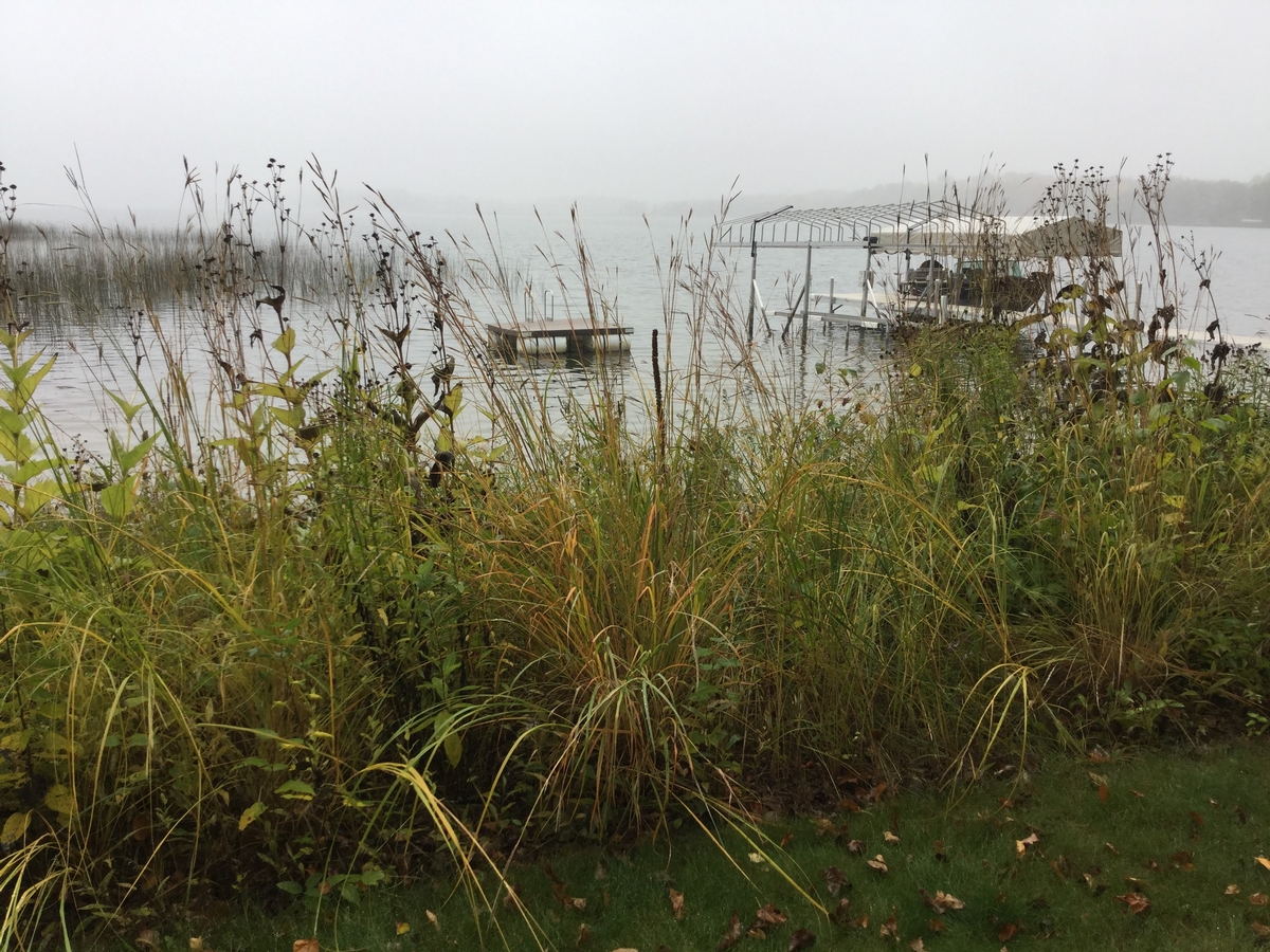 Image of a restored shoreline area.