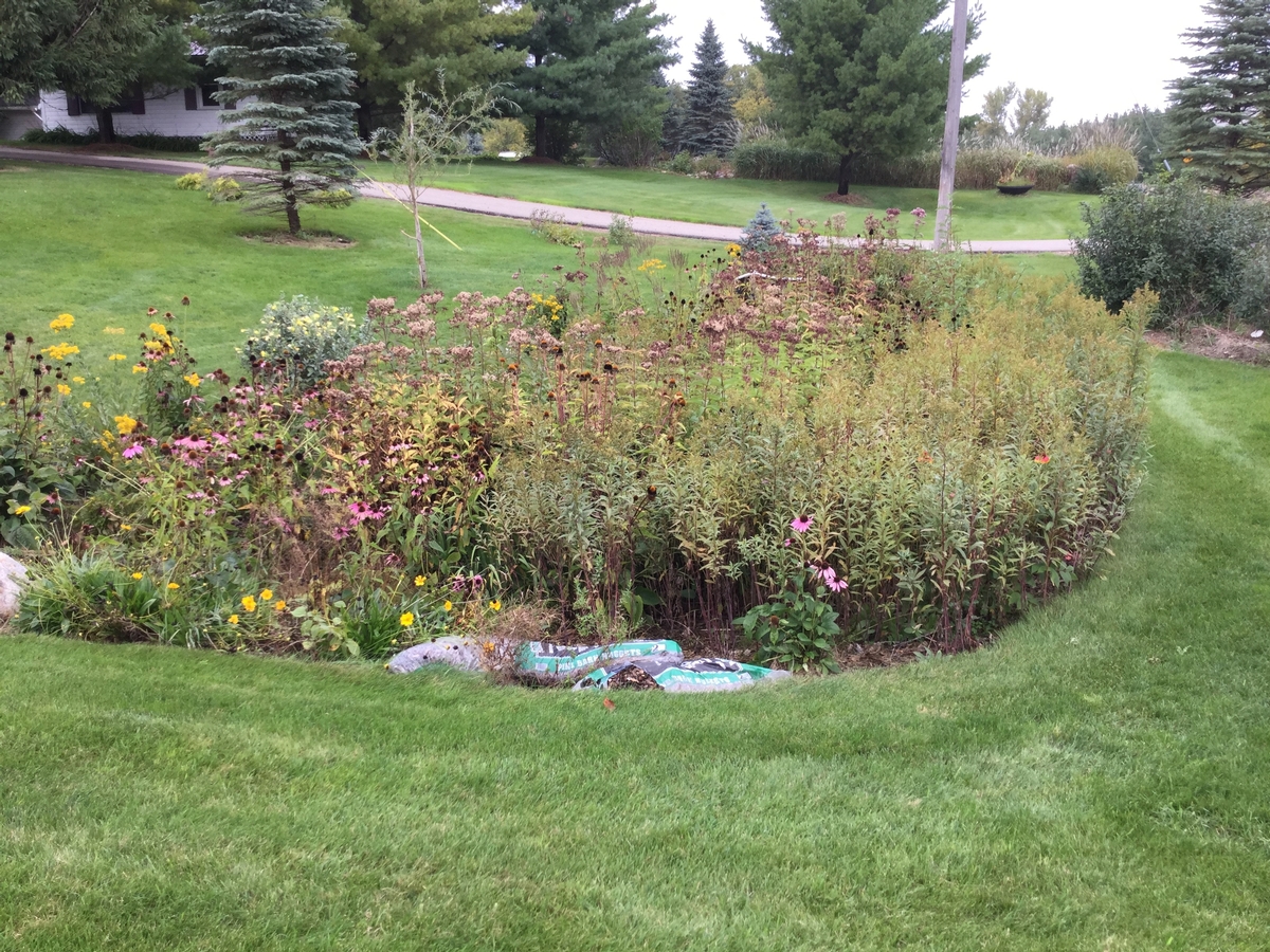 Image of a rain garden.